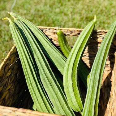 Oddly Ridge Gourd